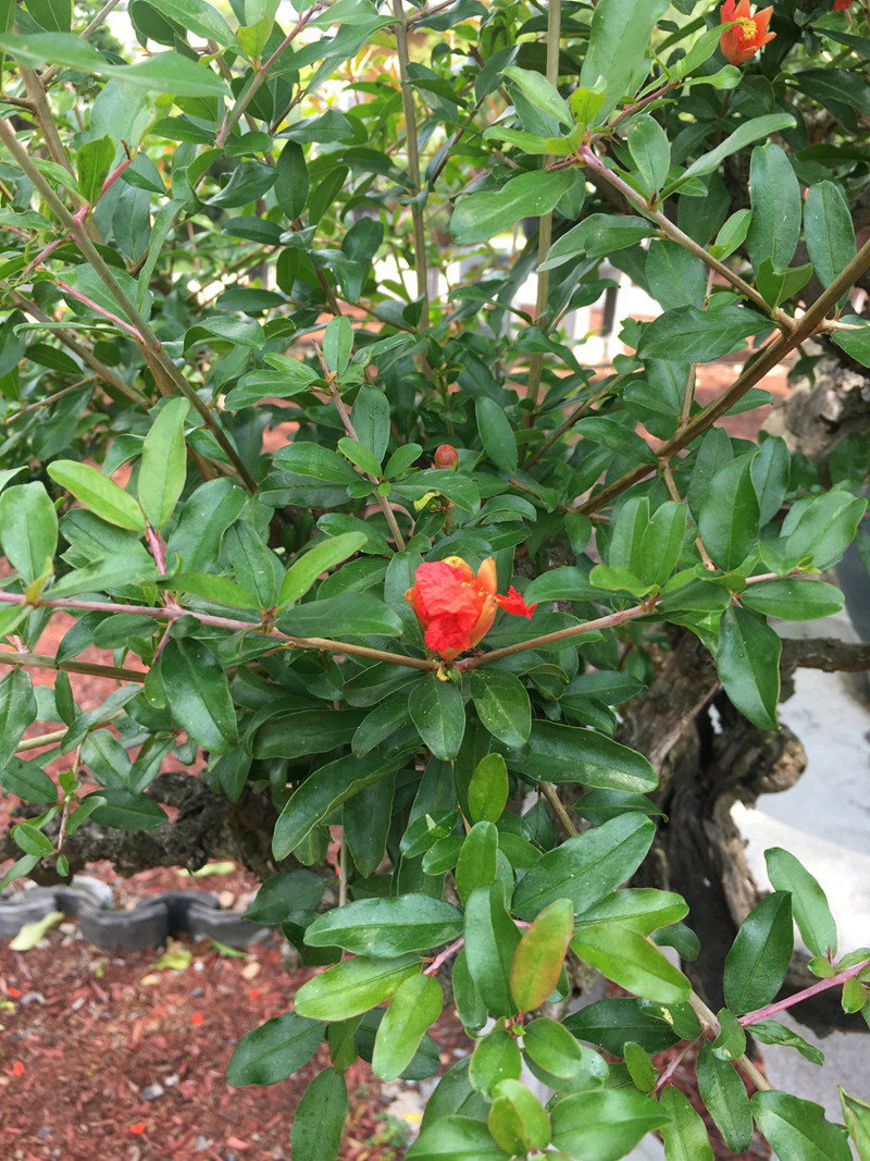 上植花讯只有榴花不怨东风