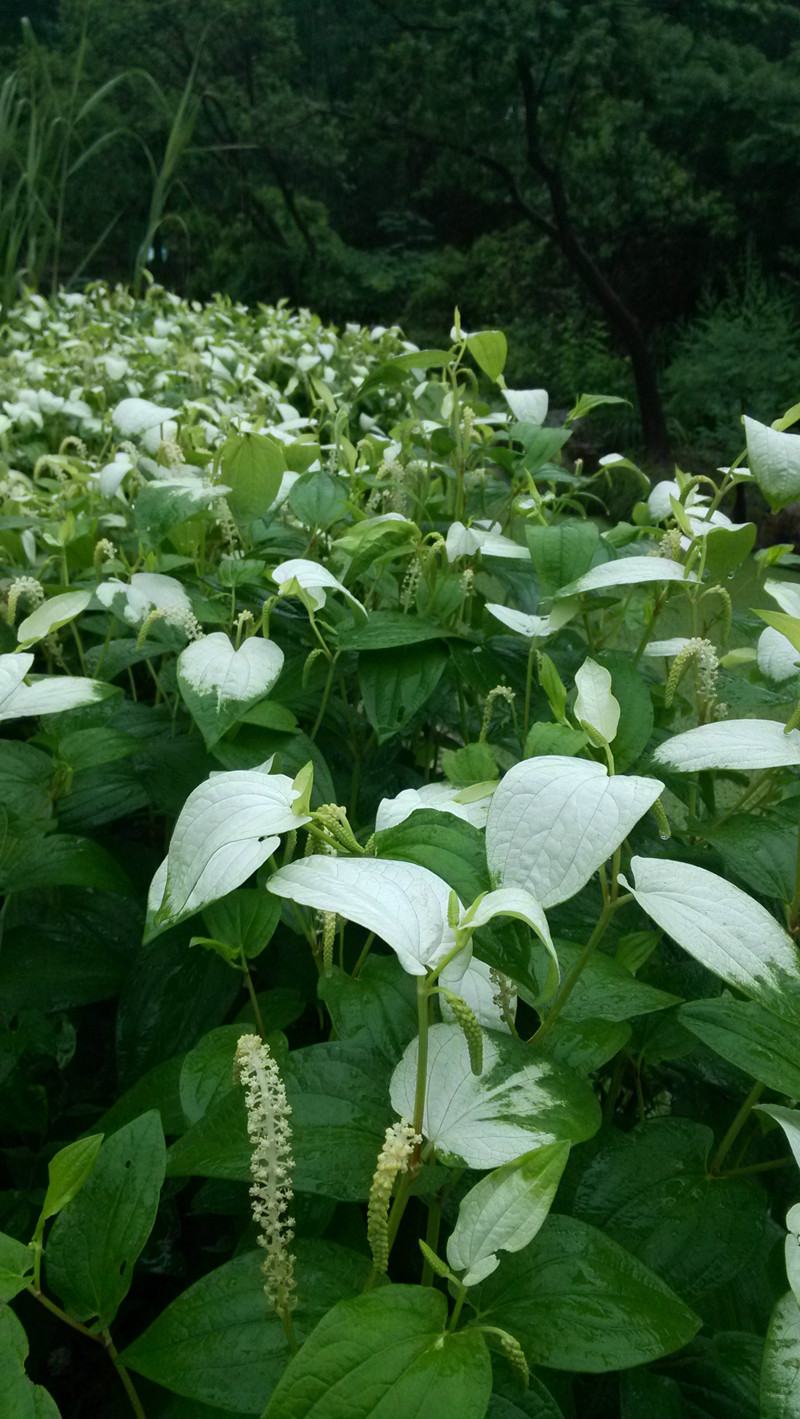 上植花讯清爽舒适三白草
