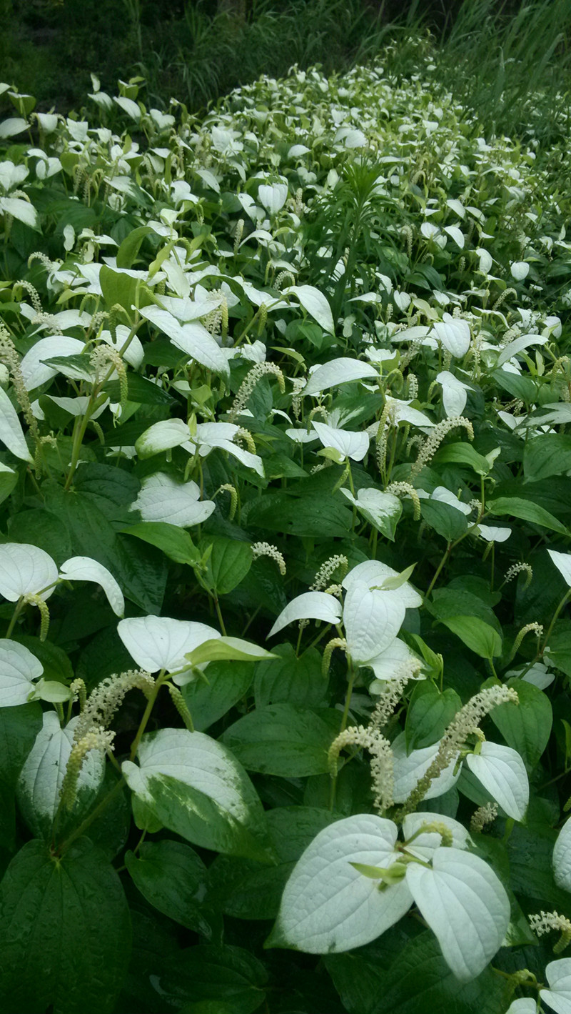 上植花讯清爽舒适三白草