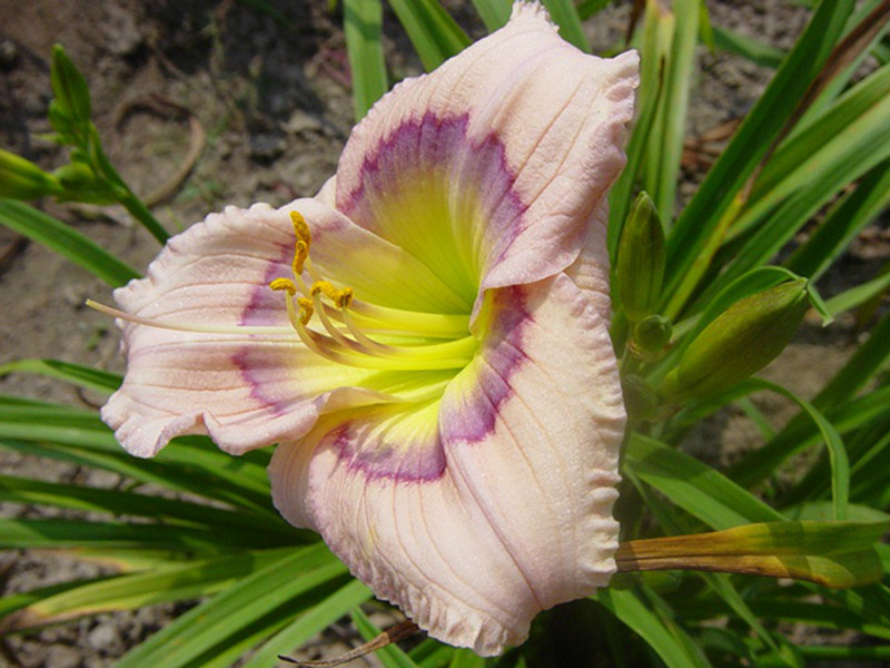 hemerocallisjoan senior 萱草园艺品种中没有真正纯白的品种