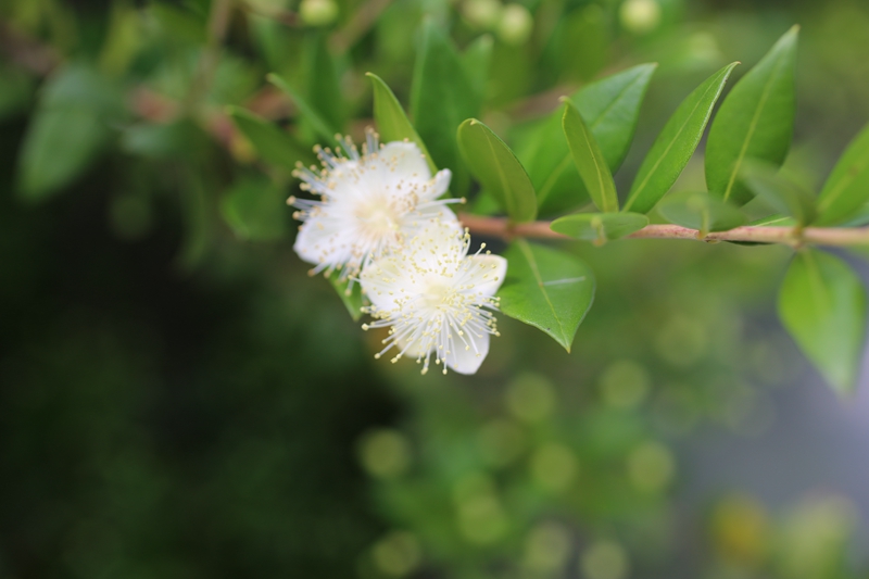 香桃木那夏日里的繁星点点