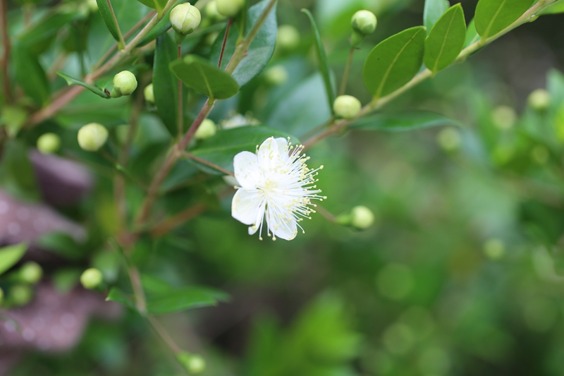 香桃木那夏日里的繁星点点