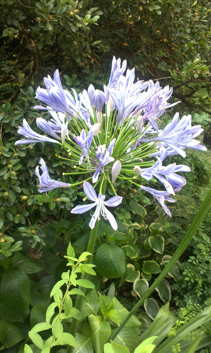 上植花讯可以传递爱的讯息的百子莲