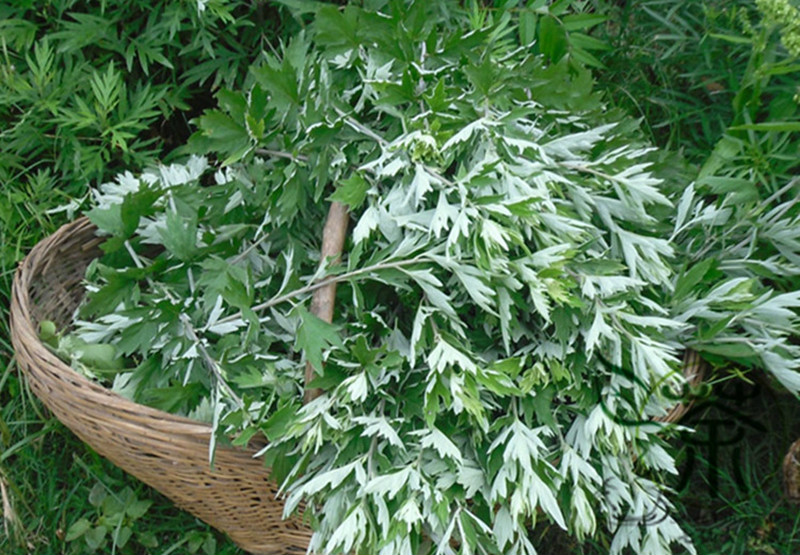 上海植物园驱蚊植物大盘点