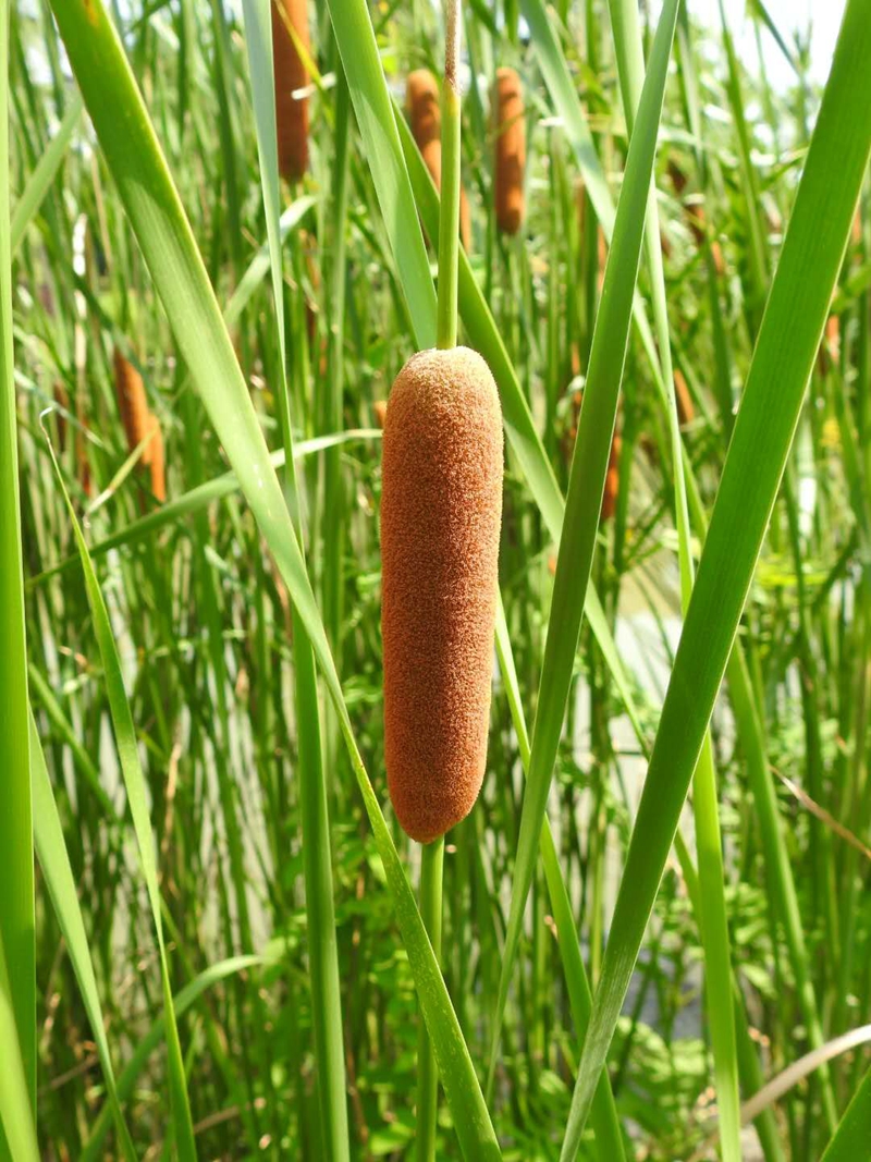 10,再力花thalia dealbata再力花别名水竹芋,原产美洲,本世纪才被引入