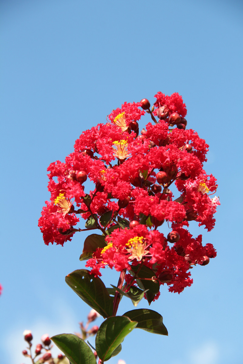 新优紫薇品种花开上海植物园