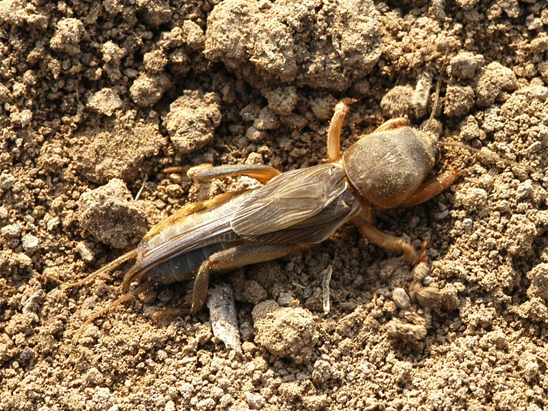 蝼蛄的前足称为开掘足,如挖掘机一般,宽阔粗壮,前足胫节末端形同掌状