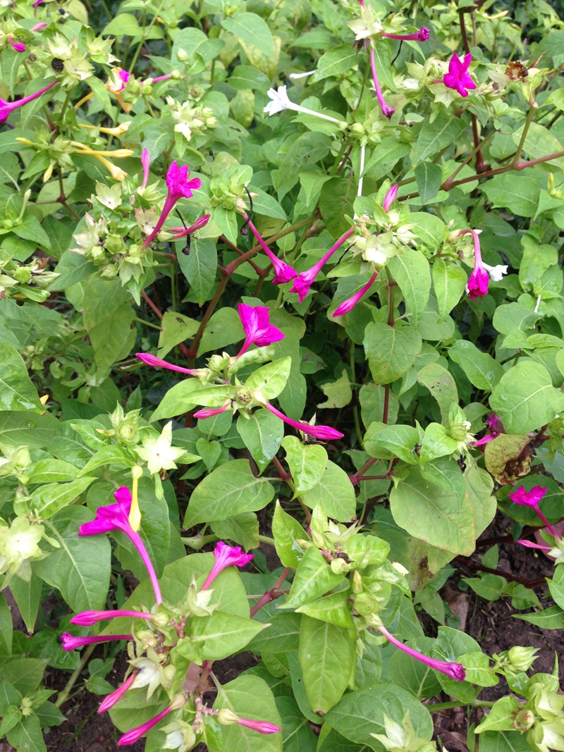 紫茉莉 白天花闭合.jpg