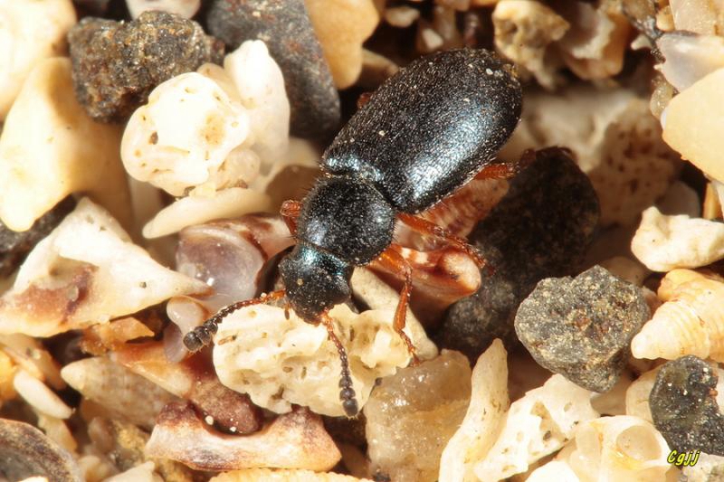 b.  锤状触角蜻蜓和蝉等昆虫的触角.