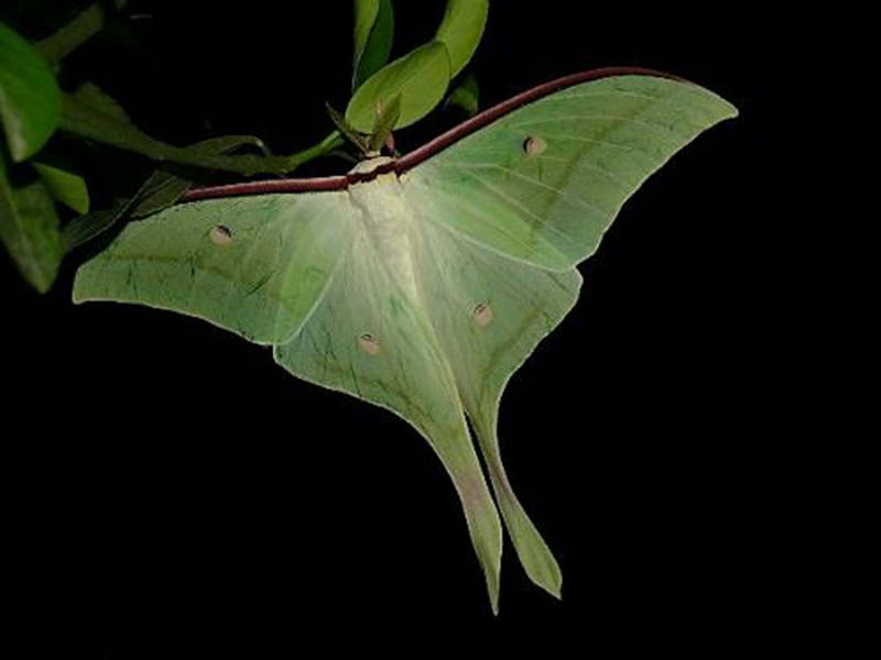 报送经营策划科2018年7月信息奇妙的昆虫触角gxd双栉齿状触角