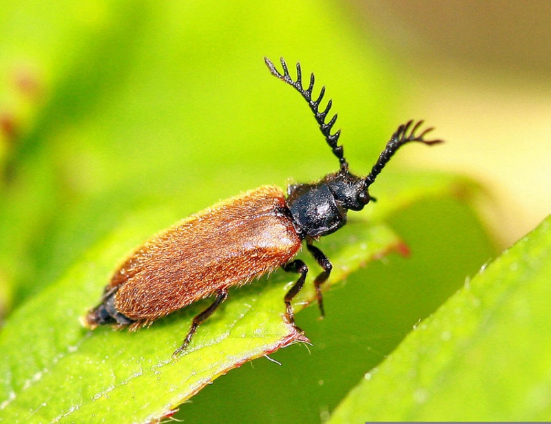 u:信息报送经营策划科2018年7月信息奇妙的昆虫触角gxg栉齿状