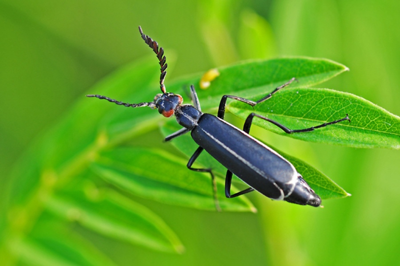 叩甲,芫菁等昆虫的触角.
