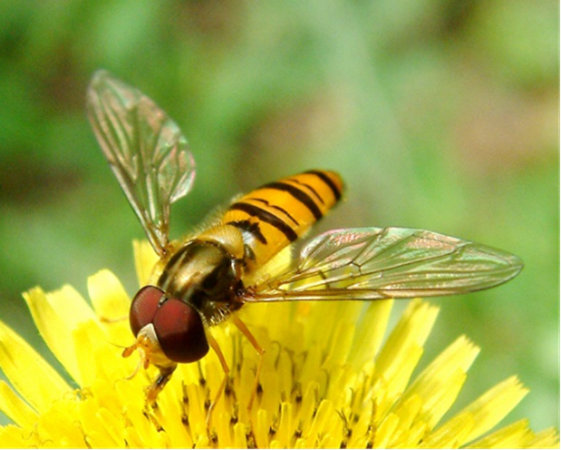 信息报送经营策划科2018年7月信息奇妙的昆虫触角gxk具芒状触角