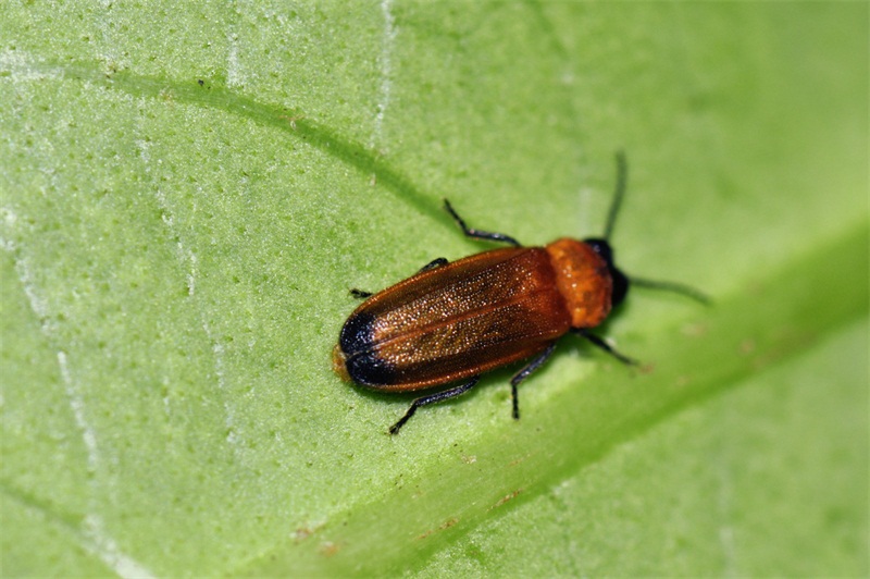 精灵之约│暗访夜精灵满身诗意的萤火虫