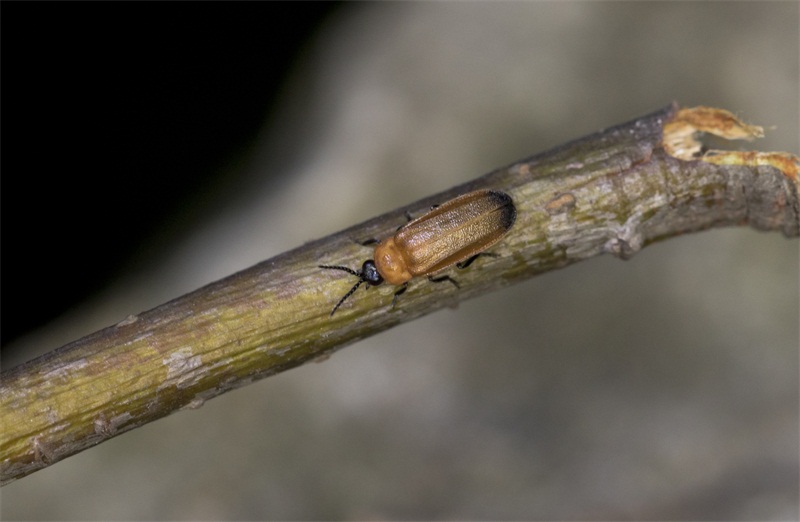 精灵之约│暗访夜精灵满身诗意的萤火虫