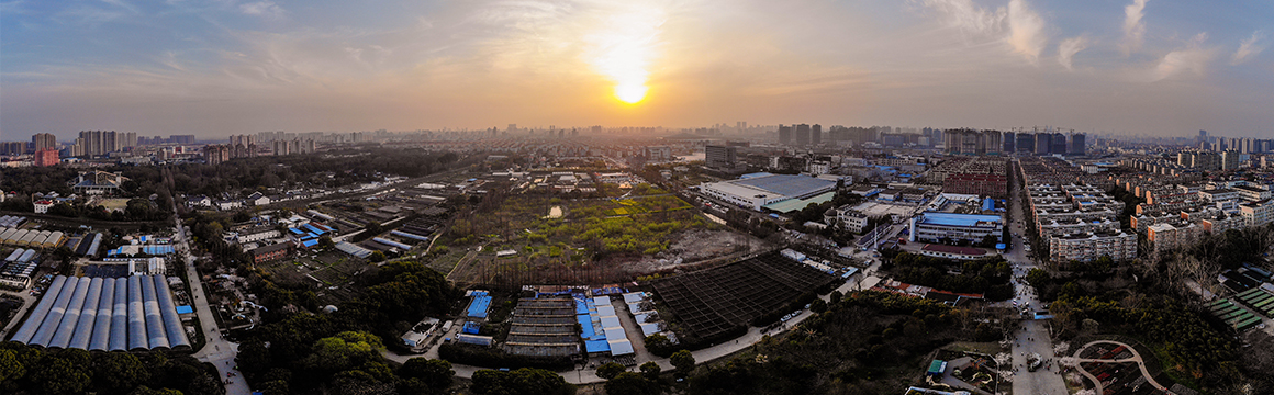 上海植物园夕阳美景.jpg