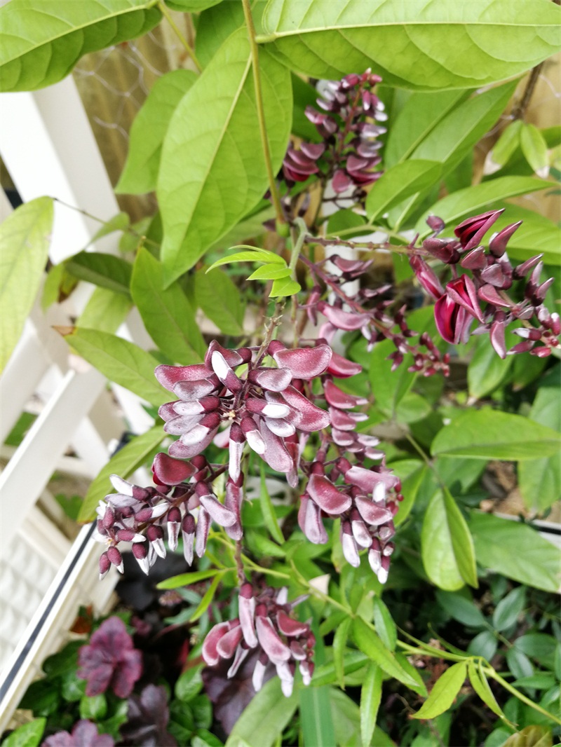 一种优良的观赏藤本植物香花鸡血藤