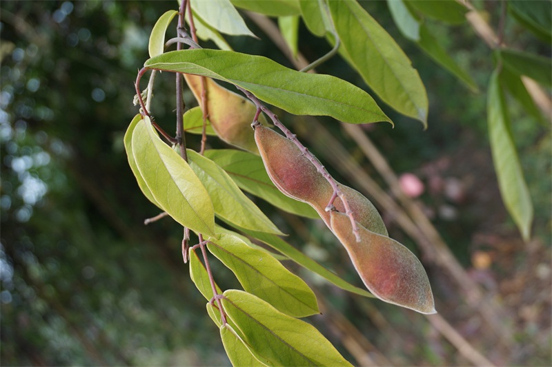 一种优良的观赏藤本植物香花鸡血藤