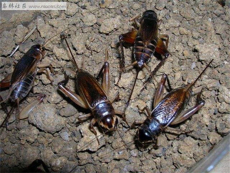 精灵之约丨暗访夜精灵听秋鸣虫之黄脸油葫芦