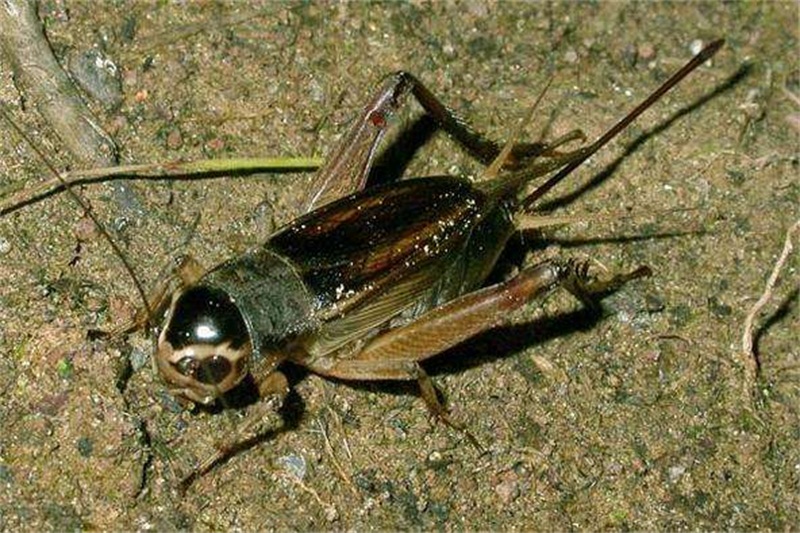 精灵之约丨暗访夜精灵听秋鸣虫之黄脸油葫芦