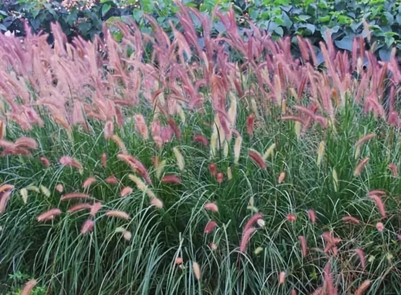 2018上海植物园秋季花展开幕在即,邀您共赏秋风中的观赏草