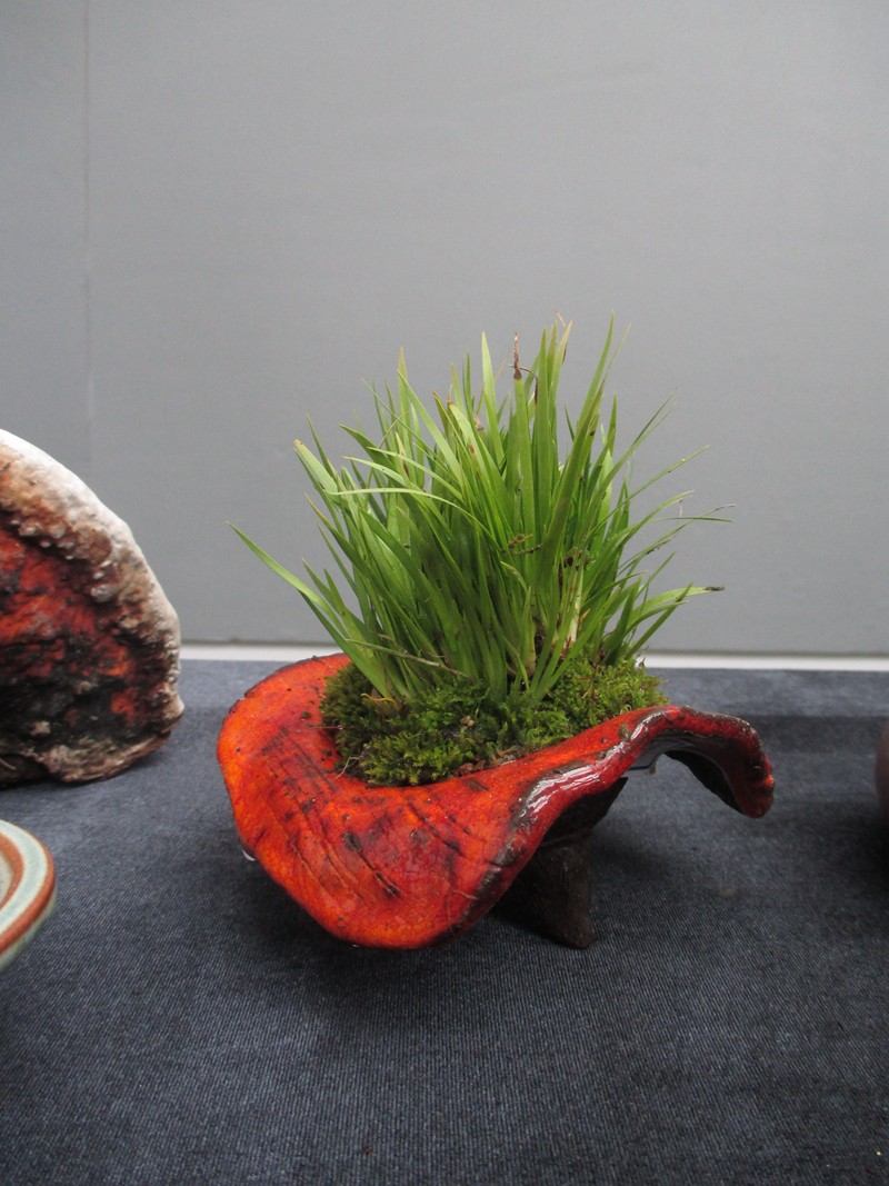 以上是一些比较常见的盆景形式配盆建议,而受植物种类不同,各种材质的