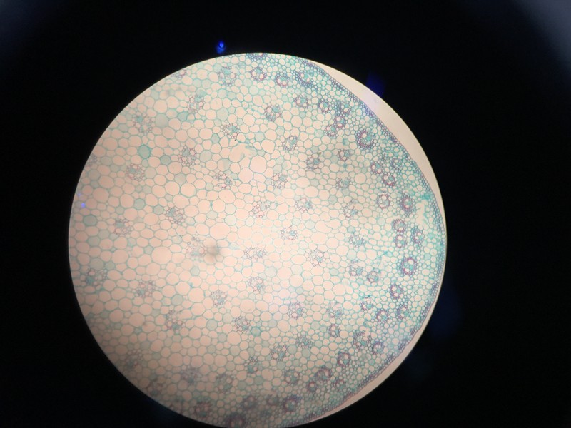 不同倍镜下的玉米茎横切面