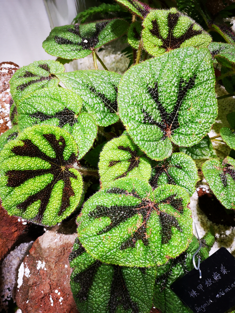 2铁甲秋海棠begonia masoniana.jpg