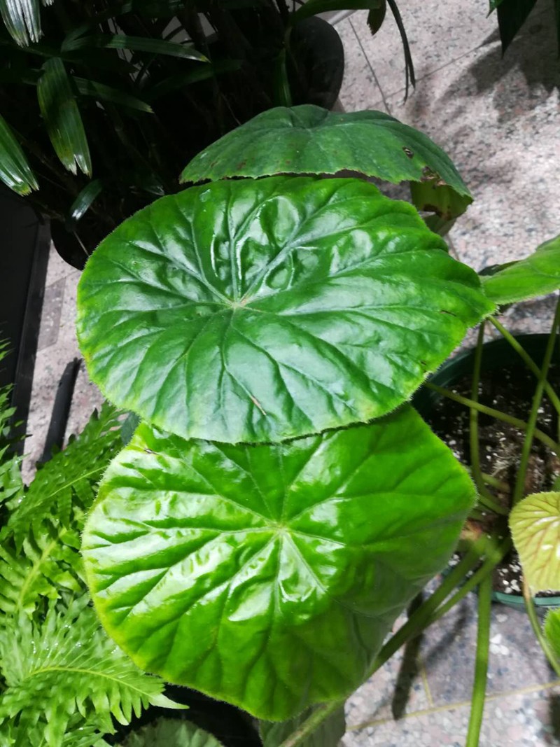 10种秋海棠原生种在2018阴生植物展上首次登台亮相