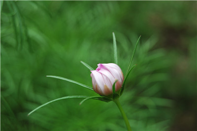 波斯菊花苗已经长出了不少花骨朵,黄色,红色,白色,紫色的各色花苞在