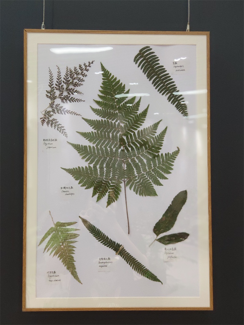 活动招募品味上植园艺沙龙系列蕨类叶片标本diy