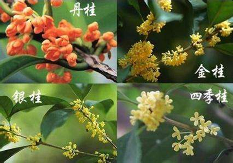 5桂花四大品系.jpg