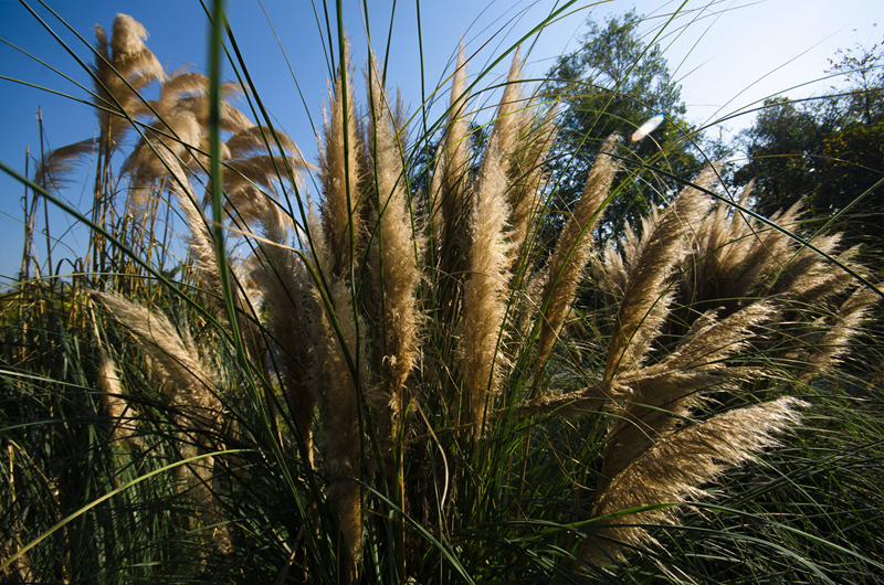 带你了解"蒲苇韧如丝,磐石无转移"中的蒲苇