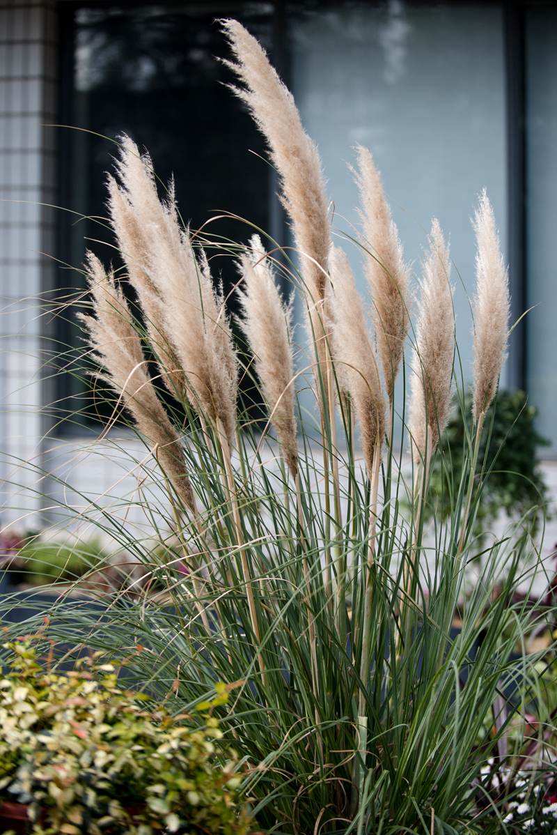 诗中的所提的蒲苇(cortaderia selloana)是禾本科蒲苇属多年生常绿