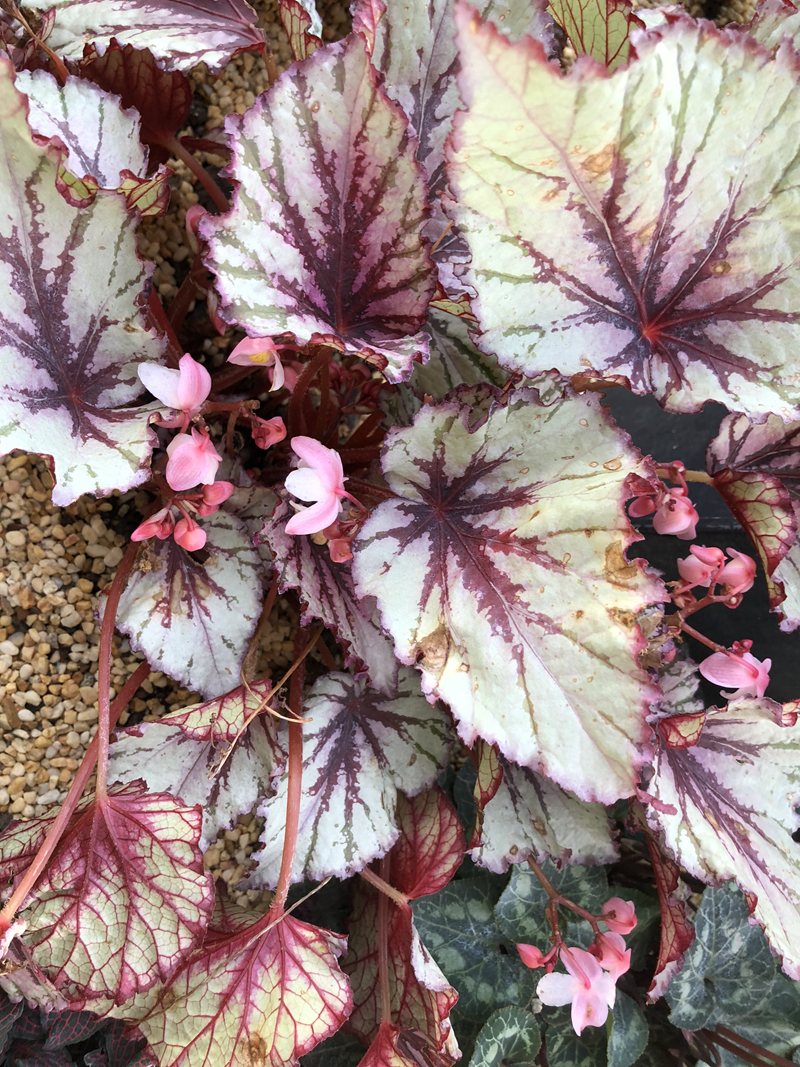 蟆叶秋海棠的叶片有绚丽的彩虹斑纹,艳而不俗,华而不失端庄,极为美丽