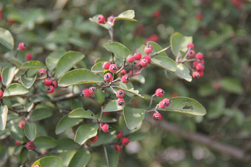 牛筋条的奇异果
