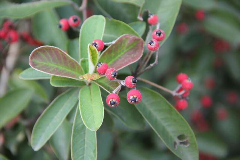 牛筋条的奇异果