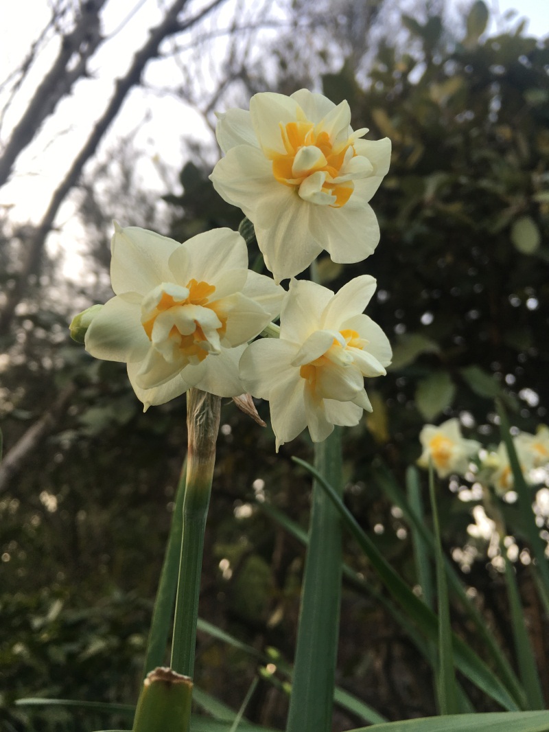 金盏银台冰肌玉骨的水仙