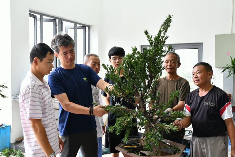 赵伟(左二)在指导盆景造型技巧.jpg