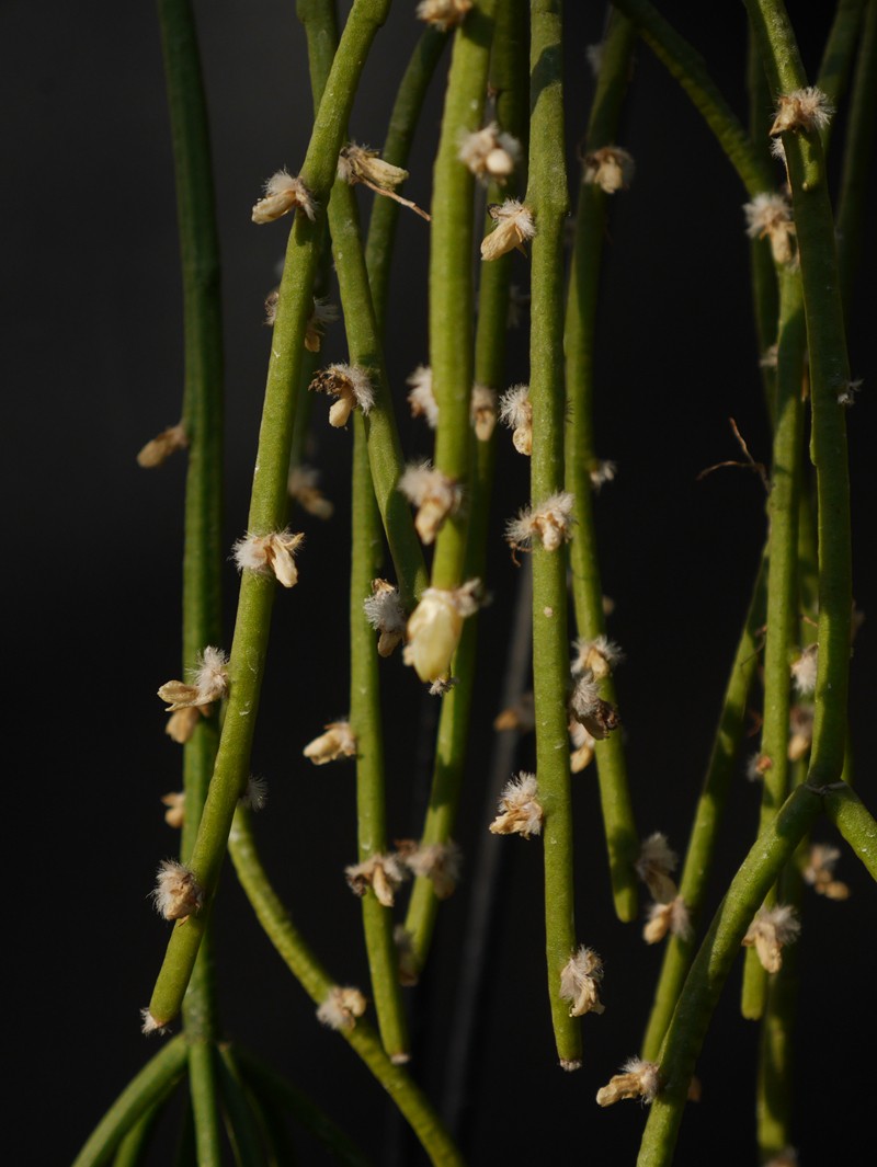 仙人掌中的奇葩丝苇属植物