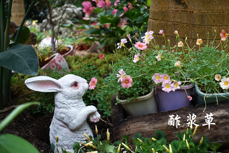 酢浆草 副本.jpg 酢浆草 副本.jpg