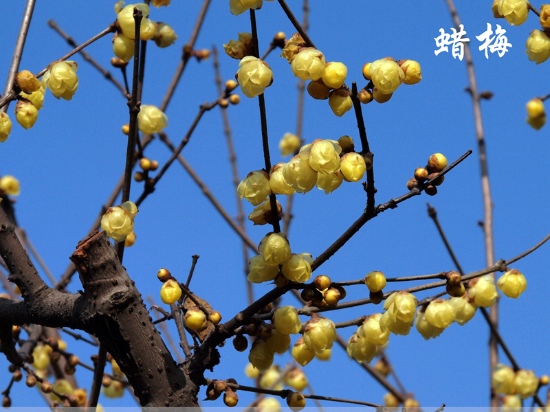 腊梅-来自网络 (3) 副本.jpg 腊梅-来自网络 (3) 副本.jpg