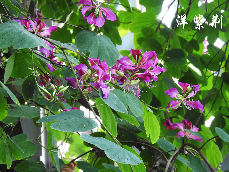洋紫荆 副本.jpg 洋紫荆 副本.jpg