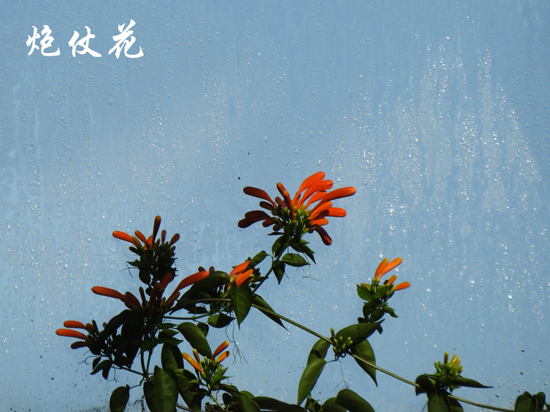 炮仗花 副本.jpg 炮仗花 副本.jpg