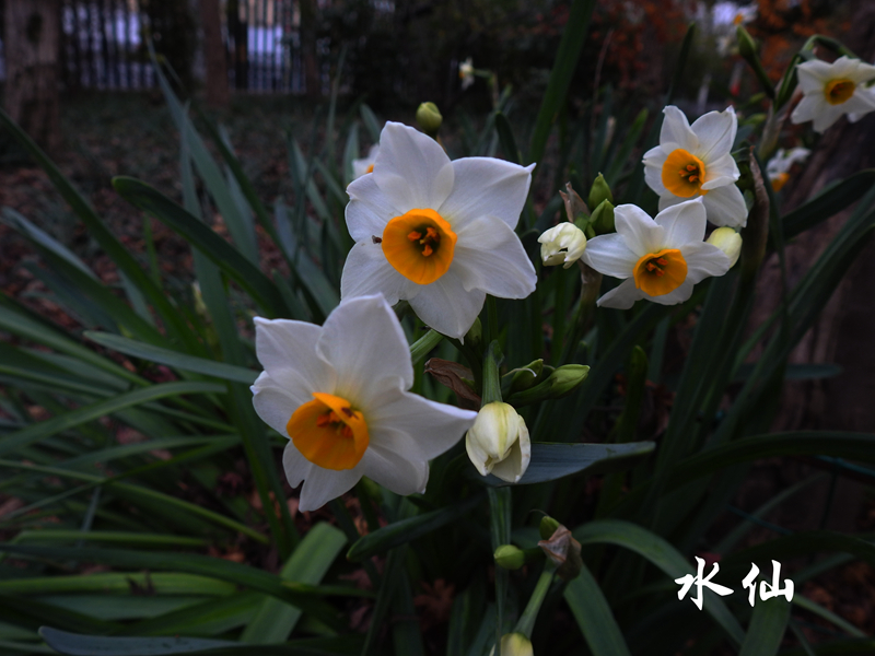 水仙 副本.jpg 水仙 副本.jpg