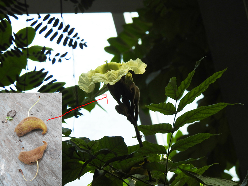 猫尾木 副本.jpg 猫尾木 副本.jpg