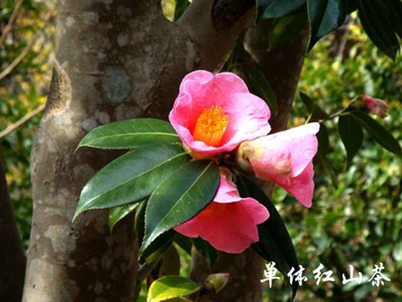 单体红山茶 副本.jpg 单体红山茶 副本.jpg
