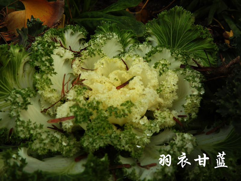 羽衣甘蓝 副本.jpg 羽衣甘蓝 副本.jpg