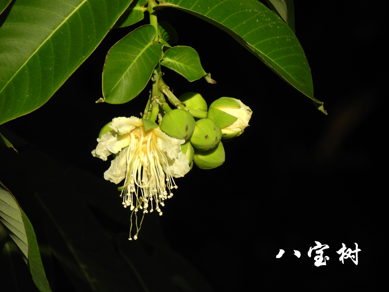 八宝树 副本.jpg 八宝树 副本.jpg