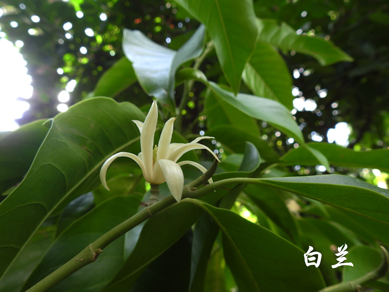 白兰 副本.jpg 白兰 副本.jpg